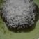Cooksnap dari hartati untuk resep Brownies kukus ekonomis