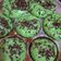 Cooksnap dari Kenzi Aulia untuk resep Kue Cubit Simple