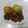 あるく.しょうのすけ's cooksnap of when they made Pork ginger.