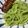 Cooksnap dari ekitchen untuk resep Saus pesto parsley, alternative bolognese