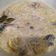 Cooksnap dari mamaszm untuk resep Opor Ayam