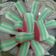 Cooksnap dari Dewi Yulianto untuk resep Kue Pepe / Kue Lapis tepung beras