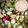 Itikona Banerjee's cooksnap of when they made ফল মাখা (phol makha recipe in Bengali).