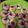 Cooksnap dari Indah randy untuk resep Pie buah mini enaakk