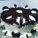 Cooksnap dari El Lya untuk resep Black forest oreo