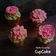 Cooksnap dari Dapur neetasyl untuk resep Vanilla Chocochip Cupcake