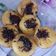 Cooksnap dari elvaa.yulia_ untuk resep Pukis Bulat