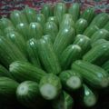 صورة من ضياء ، شاركها بعد تجربة وصفة كوسى و باذنجان محشي