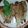 Aqsa mukhtiar's cooksnap of when they made Crispy Bombay duck (Bombil Fish).