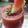 Alpa Pandya's cooksnap of when they made કલિંગર નું જ્યુસ(watermelon juice recipe in gujarati).