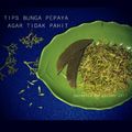 Cooksnap dari Galuh Ajeng Anggraeni untuk resep Tips Agar Bunga Pepaya Agar Tidak Pahit