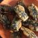 Cooksnap dari Erliana Tan untuk resep 김말이 튀김 (Korean Deep Fried Seaweed Roll)