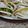 El cooksnap de silvia cuando hizo Tortilla Trend con bacon y aguacate.