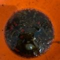 Cooksnap dari Ifa Salsabilla untuk resep Ayam tepung Lada Hitam