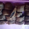 El cooksnap de Alan Ennis cuando hizo Fig Newtons american cookies: galletas de higos.