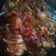 Cooksnap dari Anis Candice untuk resep Ayam goreng asam manis