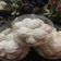 Cooksnap dari nonon untuk resep Putri Salju (NCC)