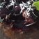 Cooksnap dari Mama Azzam untuk resep Chocolatos Lava Cake