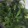Cooksnap dari Lani Maulida untuk resep Lalap Daun Singkong dan Daun Pepaya Rebus