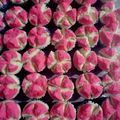 Cooksnap dari UMMU TSAUBAN untuk resep Bolu Kukus Kapas Pelangi