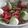 Cooksnap από Saucypan στη συνταγή Σαλάτα Πιαζ ΚΑΙ Salata Caprese “Ελλάς-Ιταλία Συμμαχία”!