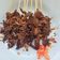Cooksnap dari Sof untuk resep SATE JAMUR Tiram