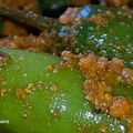 Chef Richa pathak. का कुकस्नैप जब उन्होंने हरी मिर्च का अचार (Hari mirch ka achar recipe in Hindi) बनाया था।