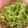 El cooksnap de Letizia Paolini cuando hizo 01/08 📅Arroz Verde Cremoso 🍚🍽️ by: Xime Torres👩🏻‍🍳.