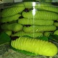 Cooksnap dari Yuni Aprilia untuk resep Cookies ulat