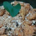 Cooksnap dari Leony Vidya untuk resep Prawn Cereal / Udang Goreng Nestum (Oatmeal)