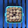 Cooksnap dari Pertiwi Mashamy untuk resep **Brownies Mini Kering Tapioka**
