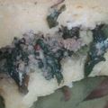El cooksnap de M@bel cuando hizo Pastel de polenta con carne picada y acelga.