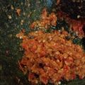 Cooksnap dari Larasati untuk resep Rahasia sambal ayam gepuk