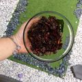 Cooksnap dari Rima Tan untuk resep Kering PARE NENEK Bumbu iris