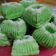 Cooksnap dari Iva Alhashimie untuk resep Putu ayu anti gagal dijamin menul-menul & lembuuut