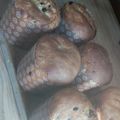 El cooksnap de Pamela Alejandra Saavedra cuando hizo Pan dulce. Esponjoso y húmedo !!.