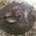 Cooksnap dari Fertin Nurry untuk resep Cumi Hitam "Cuhi"