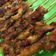 Cooksnap dari Adelia Evita untuk resep Pork satay
