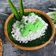 Cooksnap dari Silvi Atgi Septina untuk resep KUE PUTU (tanpa bambu)