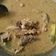 Cooksnap dari Puvi Paluvi untuk resep Gule kambing bumbu "bamboe"