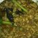 Cooksnap dari Mery Krist untuk resep Topping Mie Ayam