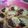 Cooksnap dari Sri Wahyuni untuk resep Terbul mini a.k.a Martabak manis