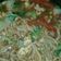 Cooksnap dari Mama Uni untuk resep Mie Godog Jowo