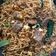 Cooksnap dari Rianda Wahyu A untuk resep Mie Goreng Burung Dara