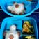 Cooksnap dari Ati Suhaeti Sudrajat untuk resep Bento bekal sekolah anak