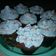 Cooksnap dari Gema Nurani Mahesari untuk resep Cup cake simple