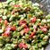 Cooksnap dari Tan untuk resep Pencok Kacang Panjang Kemangi