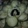 Cooksnap dari Iva_Anva untuk resep BakPao Menul Empuk (Super Simple & Irit)
