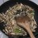 Cooksnap dari Gina Ardityabrata untuk resep Tumis Pindang Suwir Kecombrang