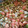 El cooksnap de Mireya cuando hizo Ensalada de lentejas.